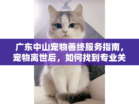 广东中山宠物善终服务指南，宠物离世后，如何找到专业关怀？