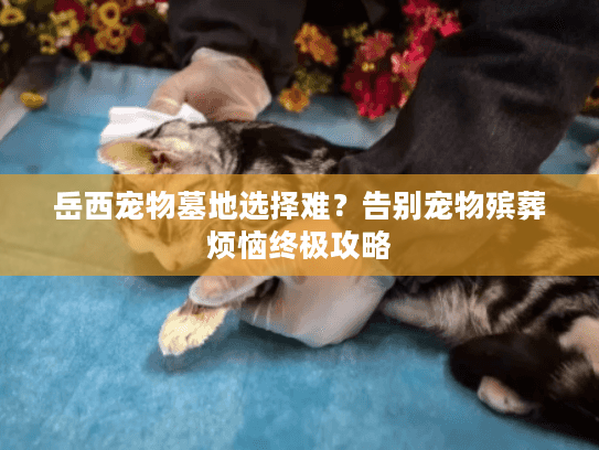 岳西宠物墓地选择难？告别宠物殡葬烦恼终极攻略