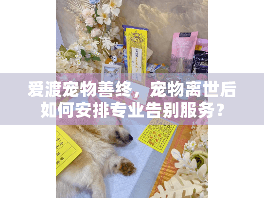 爱渡宠物善终，宠物离世后如何安排专业告别服务？