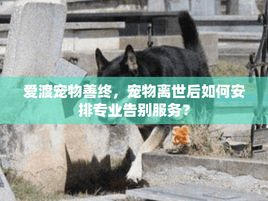 爱渡宠物善终，宠物离世后如何安排专业告别服务？