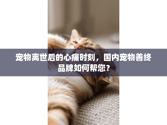 宠物离世后的心痛时刻，国内宠物善终品牌如何帮您？