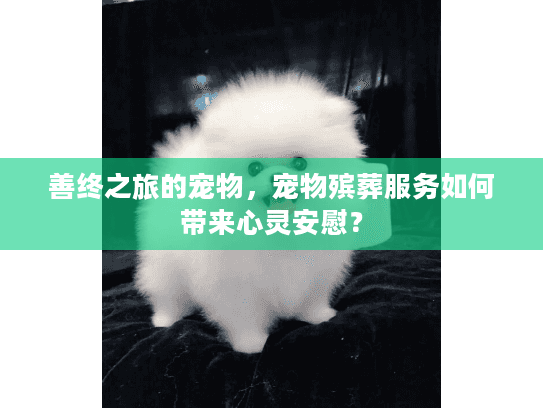 善终之旅的宠物，宠物殡葬服务如何带来心灵安慰？