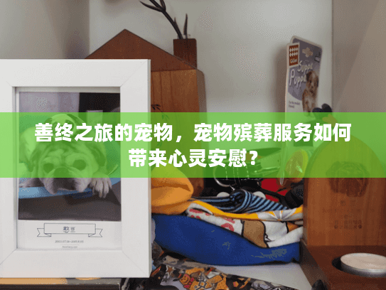 善终之旅的宠物，宠物殡葬服务如何带来心灵安慰？