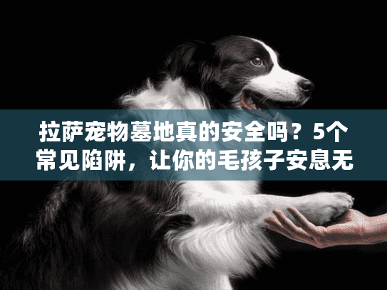 拉萨宠物墓地真的安全吗？5个常见陷阱，让你的毛孩子安息无忧