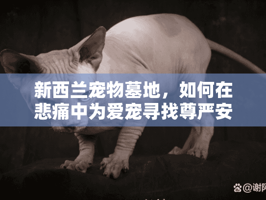 新西兰宠物墓地，如何在悲痛中为爱宠寻找尊严安息地？