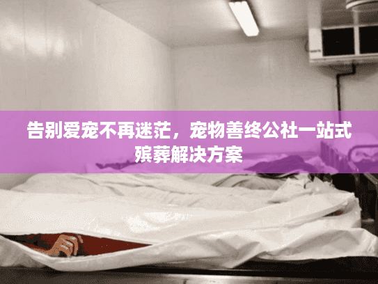 告别爱宠不再迷茫，宠物善终公社一站式殡葬解决方案