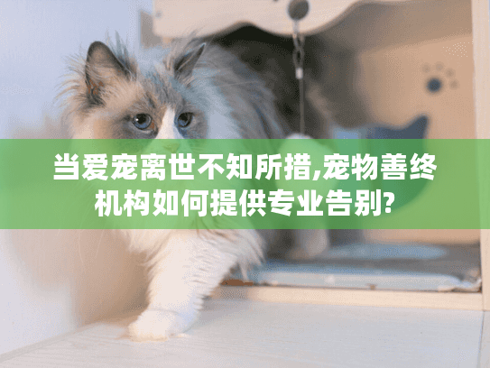 当爱宠离世不知所措,宠物善终机构如何提供专业告别?