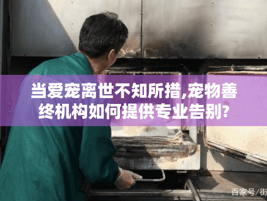 当爱宠离世不知所措,宠物善终机构如何提供专业告别?