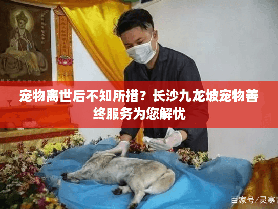 宠物离世后不知所措？长沙九龙坡宠物善终服务为您解忧
