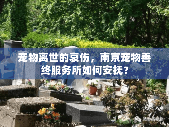 宠物离世的哀伤，南京宠物善终服务所如何安抚？