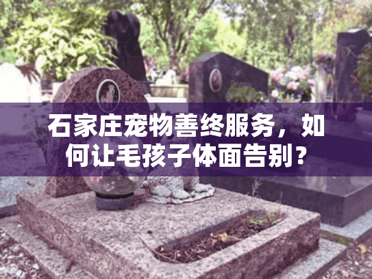 石家庄宠物善终服务，如何让毛孩子体面告别？