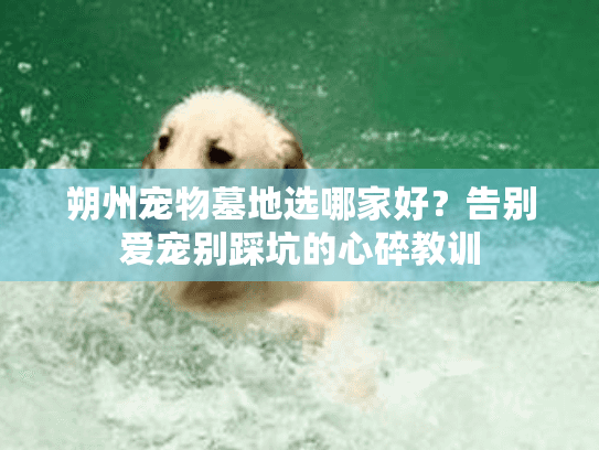 朔州宠物墓地选哪家好？告别爱宠别踩坑的心碎教训