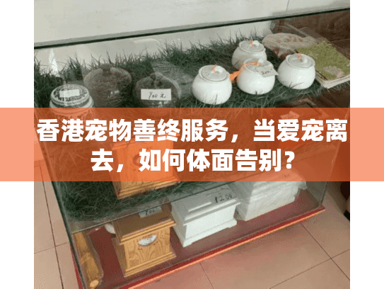 香港宠物善终服务，当爱宠离去，如何体面告别？