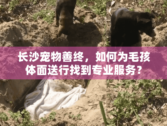 长沙宠物善终，如何为毛孩体面送行找到专业服务？