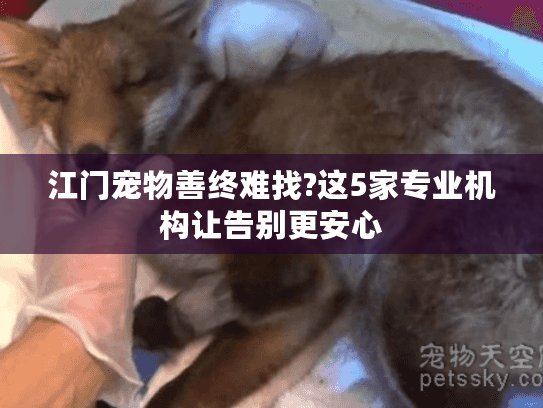 江门宠物善终难找?这5家专业机构让告别更安心
