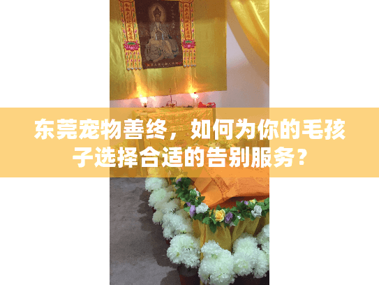东莞宠物善终，如何为你的毛孩子选择合适的告别服务？