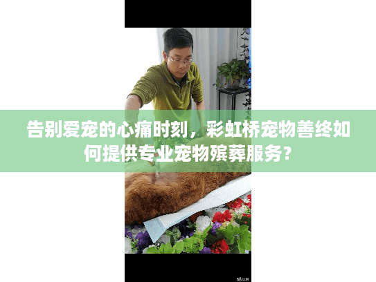 告别爱宠的心痛时刻，彩虹桥宠物善终如何提供专业宠物殡葬服务？