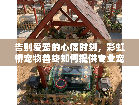 告别爱宠的心痛时刻，彩虹桥宠物善终如何提供专业宠物殡葬服务？