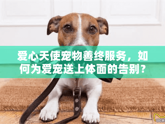 爱心天使宠物善终服务，如何为爱宠送上体面的告别？