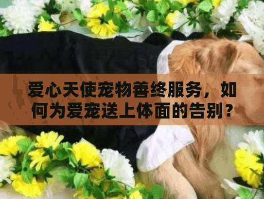 爱心天使宠物善终服务，如何为爱宠送上体面的告别？