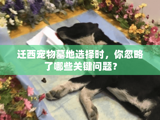迁西宠物墓地选择时,你忽略了哪些关键问题? 迁西宠物墓地选择时,你忽略了哪些关键问题?
