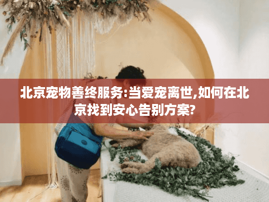 北京宠物善终服务:当爱宠离世,如何在北京找到安心告别方案?
