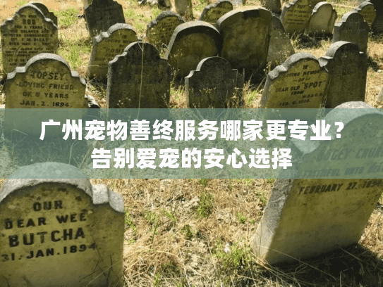 广州宠物善终服务哪家更专业？告别爱宠的安心选择