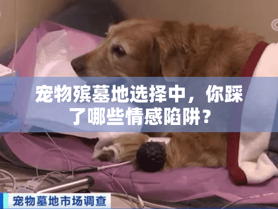 宠物殡墓地选择中，你踩了哪些情感陷阱？