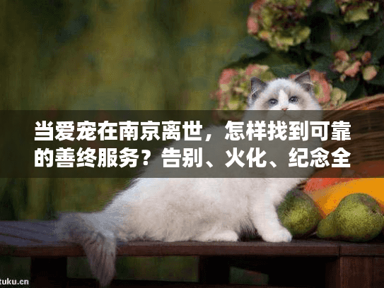 当爱宠在南京离世，怎样找到可靠的善终服务？告别、火化、纪念全指南