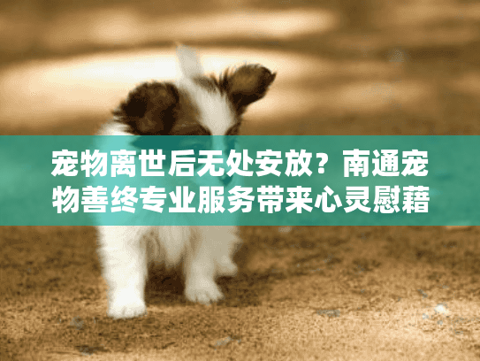 宠物离世后无处安放？南通宠物善终专业服务带来心灵慰藉