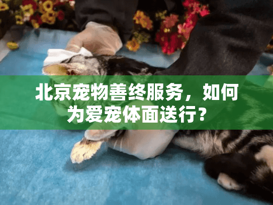 北京宠物善终服务，如何为爱宠体面送行？