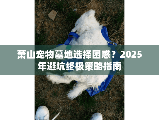 萧山宠物墓地选择困惑？2025年避坑终极策略指南