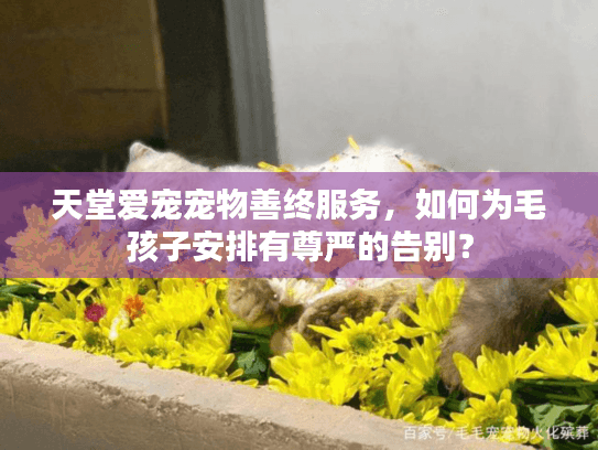 天堂爱宠宠物善终服务，如何为毛孩子安排有尊严的告别？