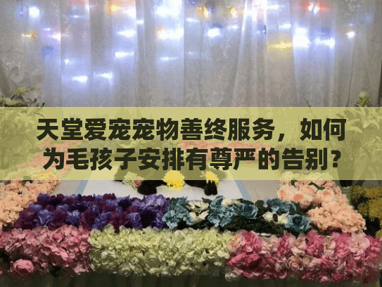 天堂爱宠宠物善终服务，如何为毛孩子安排有尊严的告别？