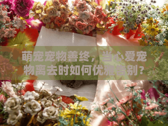 萌宠宠物善终，当心爱宠物离去时如何优雅告别？