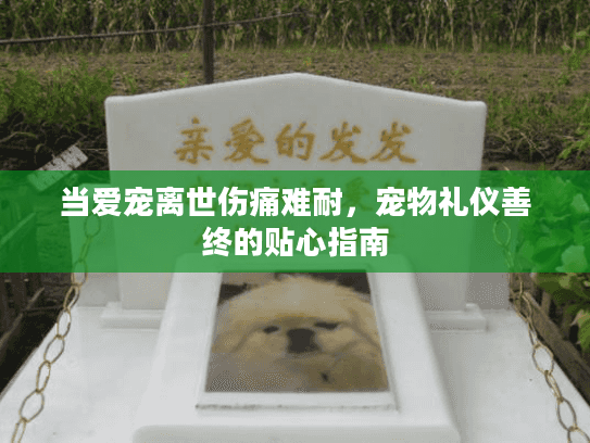 当爱宠离世伤痛难耐，宠物礼仪善终的贴心指南