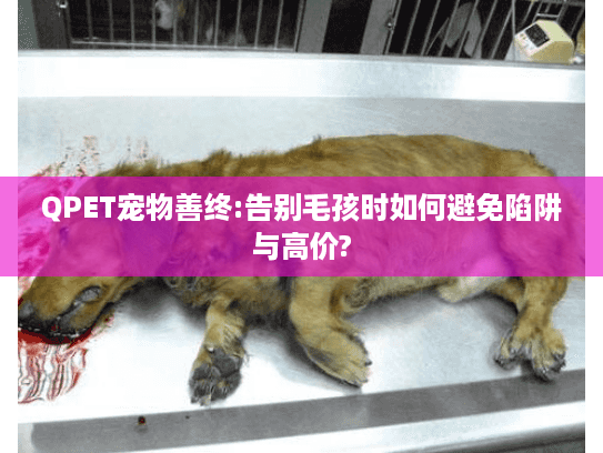 QPET宠物善终:告别毛孩时如何避免陷阱与高价?