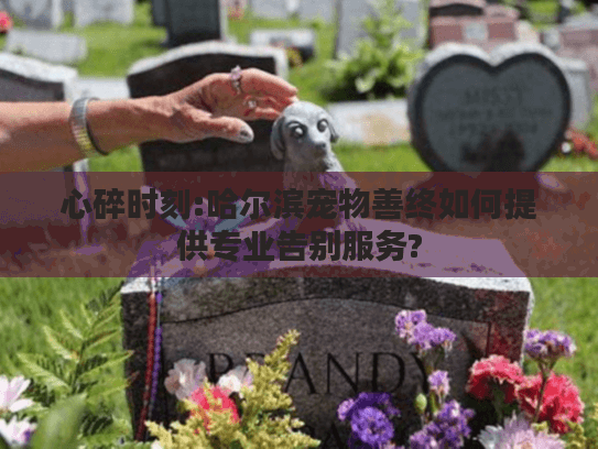 心碎时刻:哈尔滨宠物善终如何提供专业告别服务?