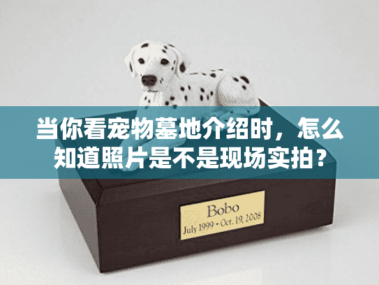 当你看宠物墓地介绍时，怎么知道照片是不是现场实拍？
