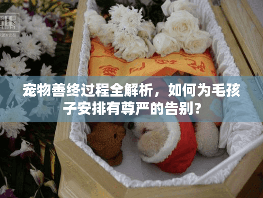 宠物善终过程全解析，如何为毛孩子安排有尊严的告别？