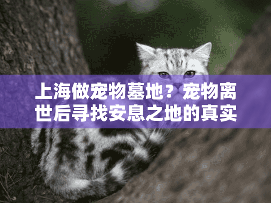 上海做宠物墓地？宠物离世后寻找安息之地的真实难题
