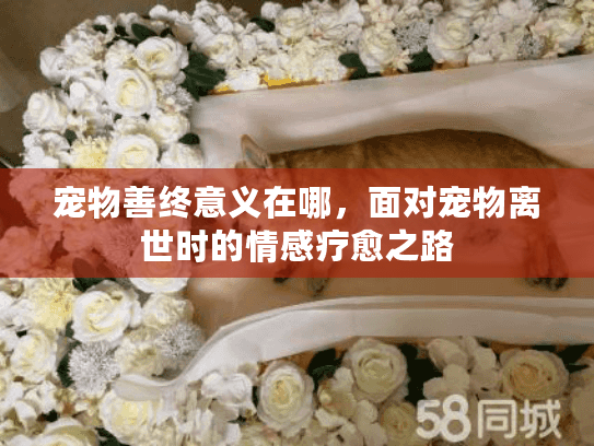 宠物善终意义在哪，面对宠物离世时的情感疗愈之路