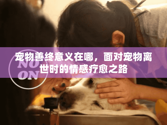 宠物善终意义在哪，面对宠物离世时的情感疗愈之路