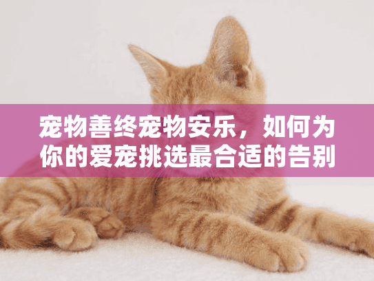 宠物善终宠物安乐，如何为你的爱宠挑选最合适的告别服务？