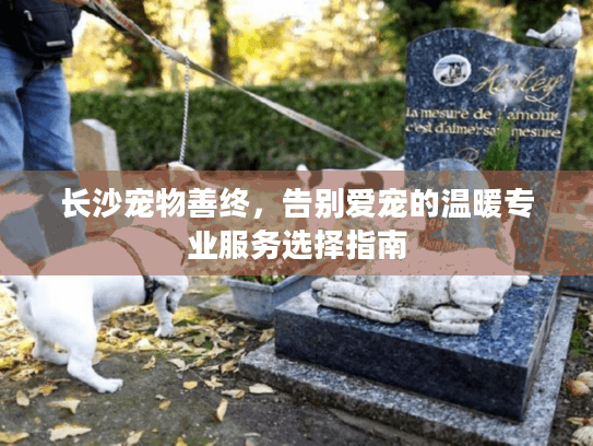 长沙宠物善终，告别爱宠的温暖专业服务选择指南