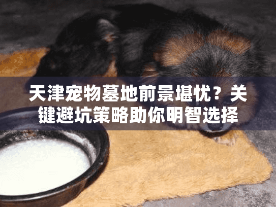 天津宠物墓地前景堪忧？关键避坑策略助你明智选择