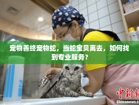 宠物善终宠物蛇，当蛇宝贝离去，如何找到专业服务？