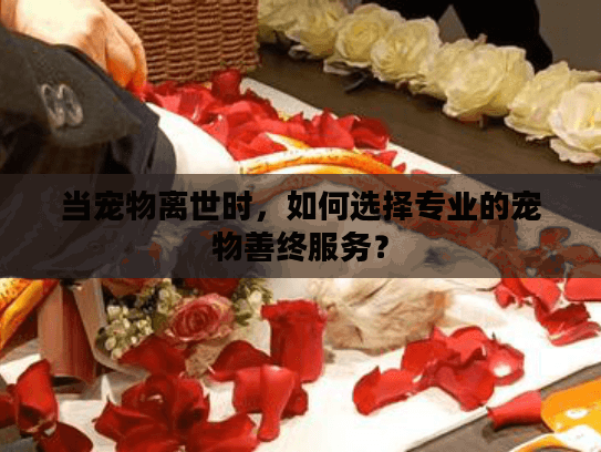 当宠物离世时，如何选择专业的宠物善终服务？