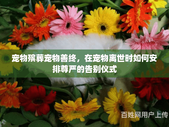 宠物殡葬宠物善终，在宠物离世时如何安排尊严的告别仪式