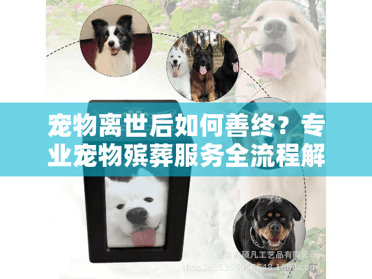 宠物离世后如何善终？专业宠物殡葬服务全流程解析
